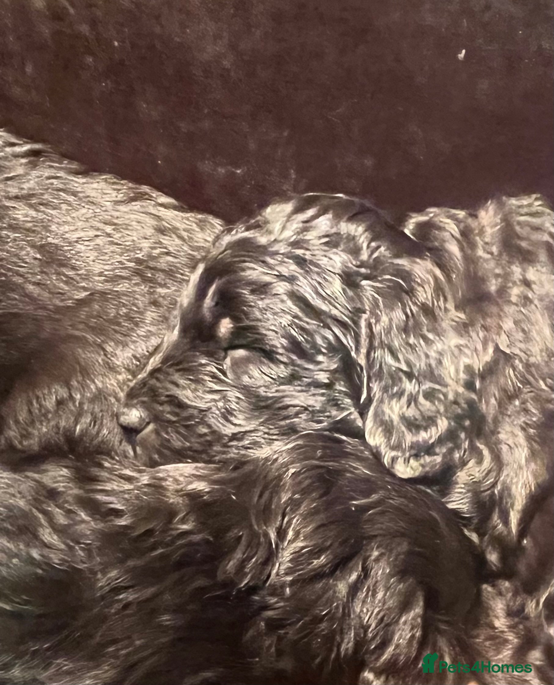 Mixed Breed dogs Fantastic Floodles! Fun, loyal and loving dogs  - Advert 9