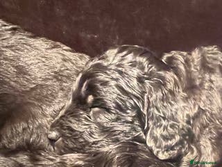 Mixed Breed dogs Fantastic Floodles! Fun, loyal and loving dogs - Advert 20