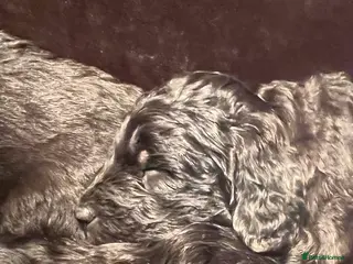 Mixed Breed dogs Fantastic Floodles! Fun, loyal and loving dogs - Advert 4