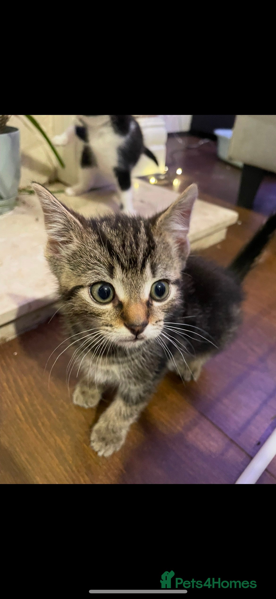 Mixed Breed cats 4 lovely male kittens - Advert 12