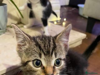 Mixed Breed cats 4 lovely male kittens - Advert 12