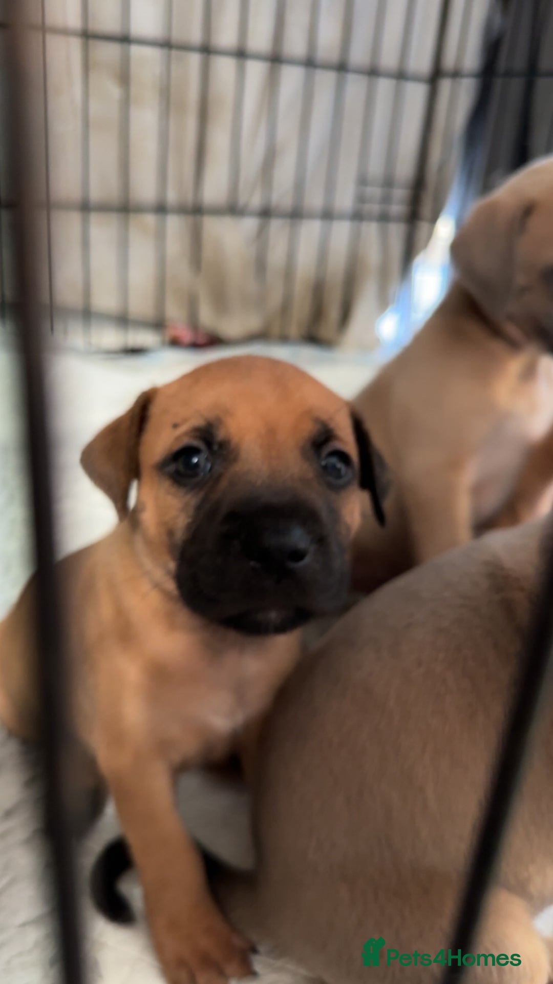 Staffordshire Bull Terrier dogs for sale: 1 puppy left Outstanding dual breeding  - Image 23