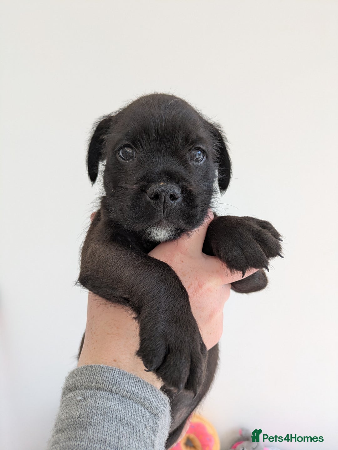 Mixed Breed dogs for sale: 2 Beautiful girl puppies  - Image 8