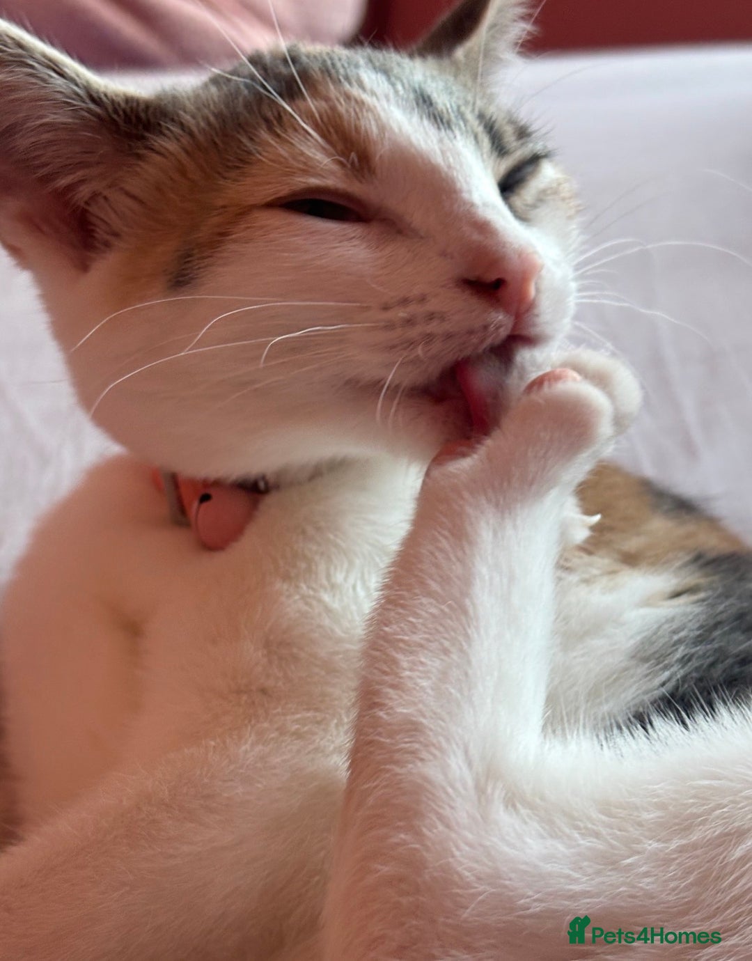 Domestic Shorthair cats for sale: 21 month old female cat  - Advert 2