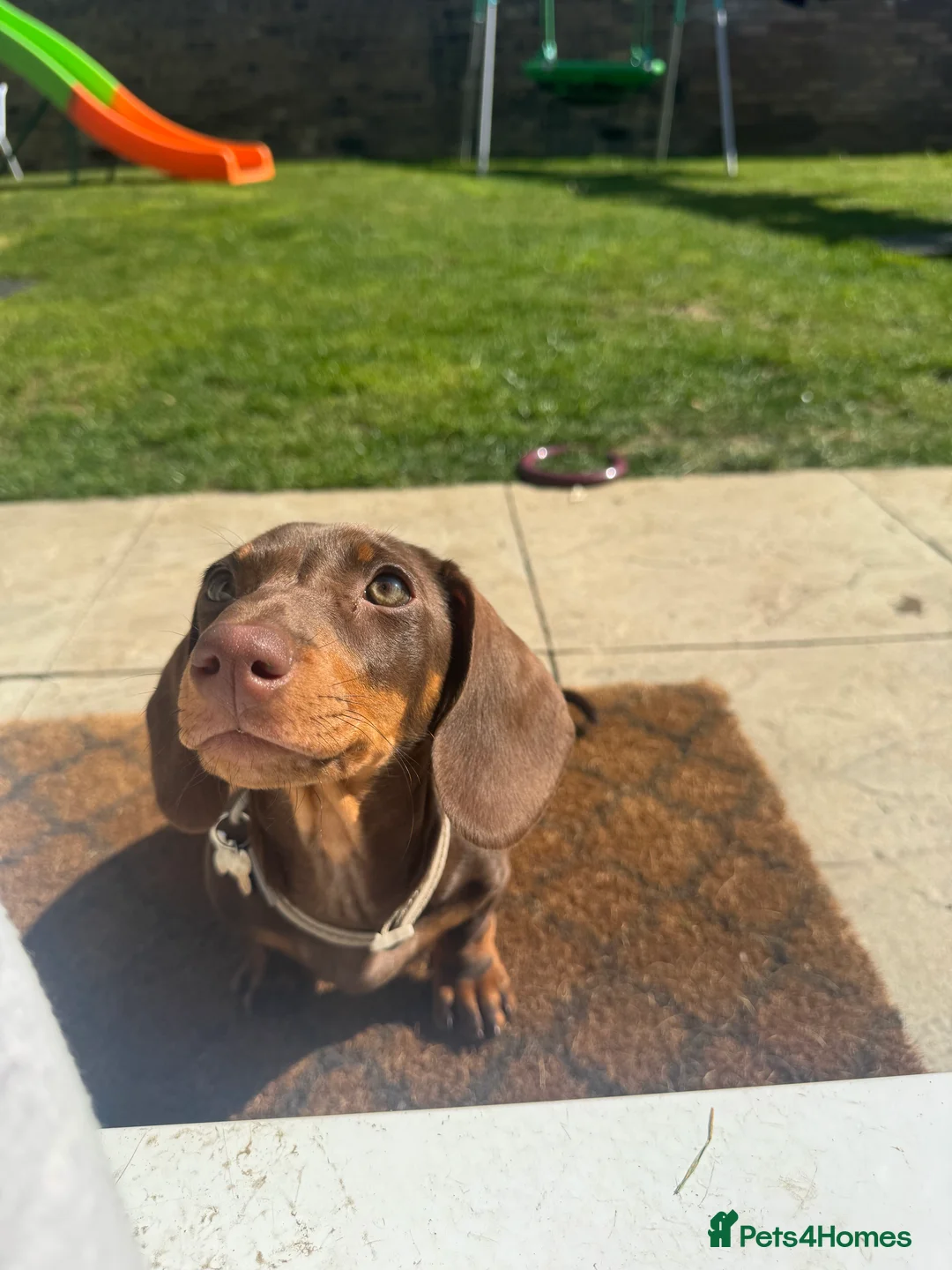 Dachshund dogs for sale: Mabel the Dachshund 🐶 REHOME FOR FREE  - Advert 19