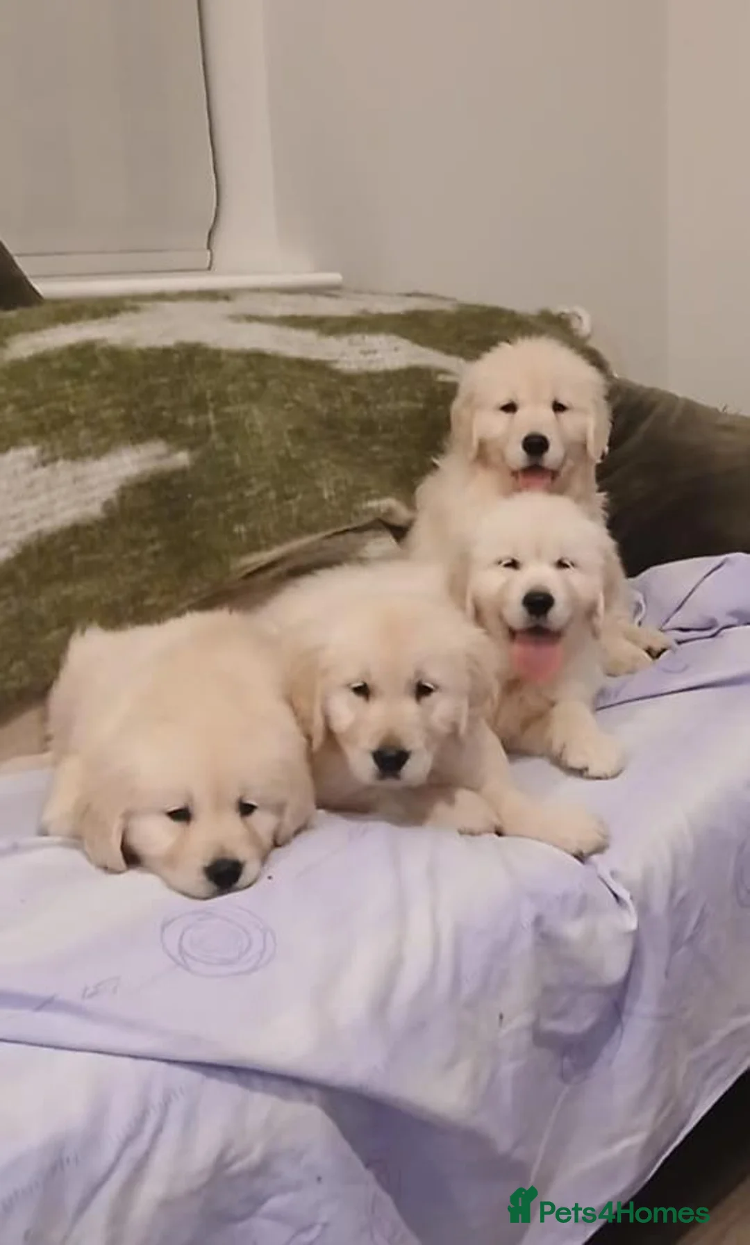 Golden Retriever dogs for sale: GOLDEN RETRIEVER STUNNING PUPPIES READY in Manchester - Advert 1
