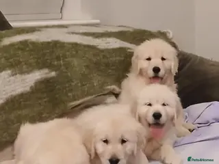 Golden Retriever dogs GOLDEN RETRIEVER STUNNING PUPPIES READY - Advert 8