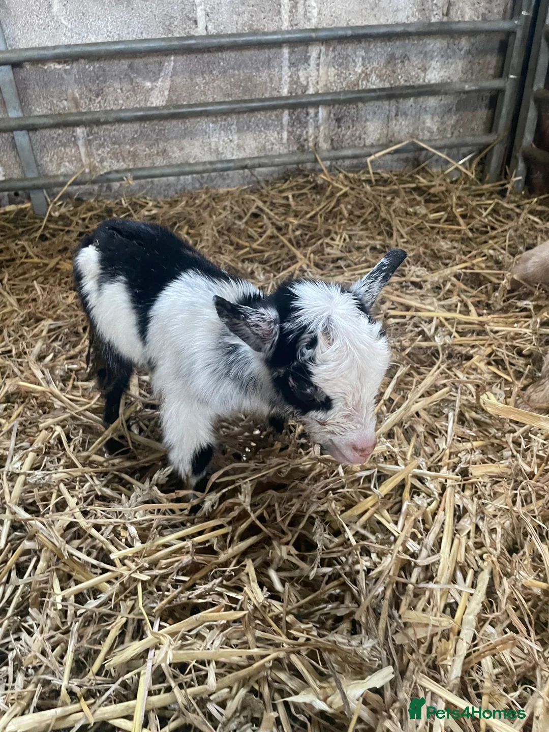 Goats livestock for sale: Pure pygmy goats - Advert 5