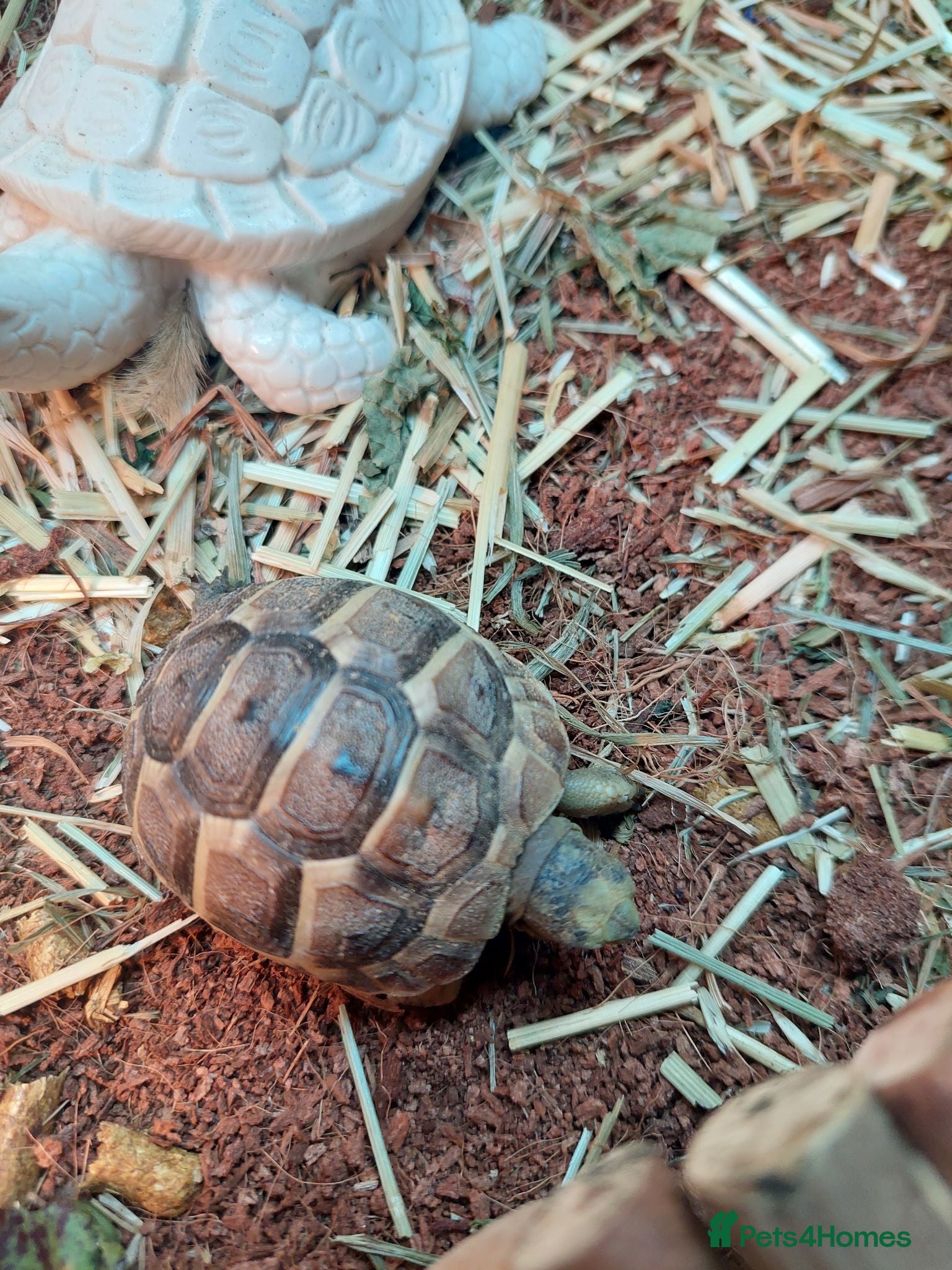 Tortoise reptiles Med spur thigh tortoises  - Advert 1