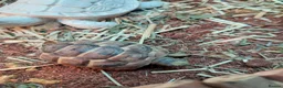 Tortoise reptiles for sale: Med spur thigh tortoises  - Advert 1