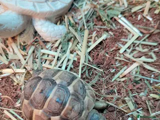 Tortoise reptiles Med spur thigh tortoises - Advert 6
