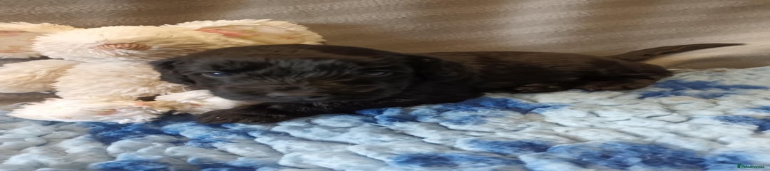 Sproodle Puppy 1