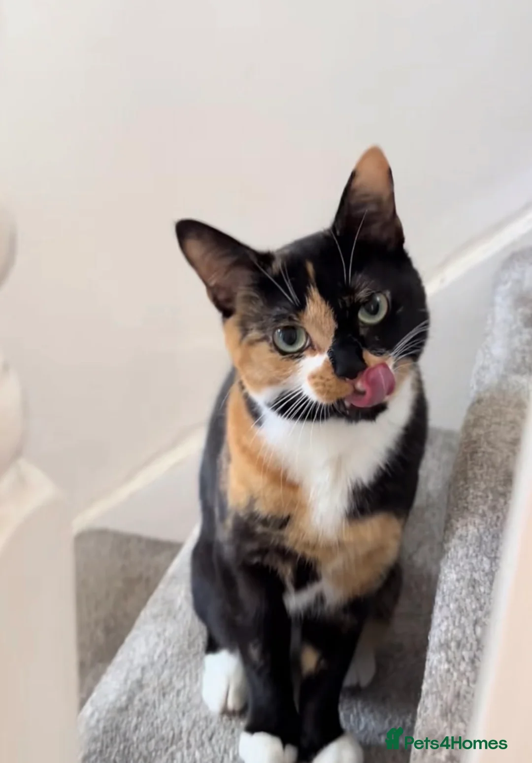 Mixed Breed cats for sale: Cute kittens ready for a new home  in Dagenham - Advert 12