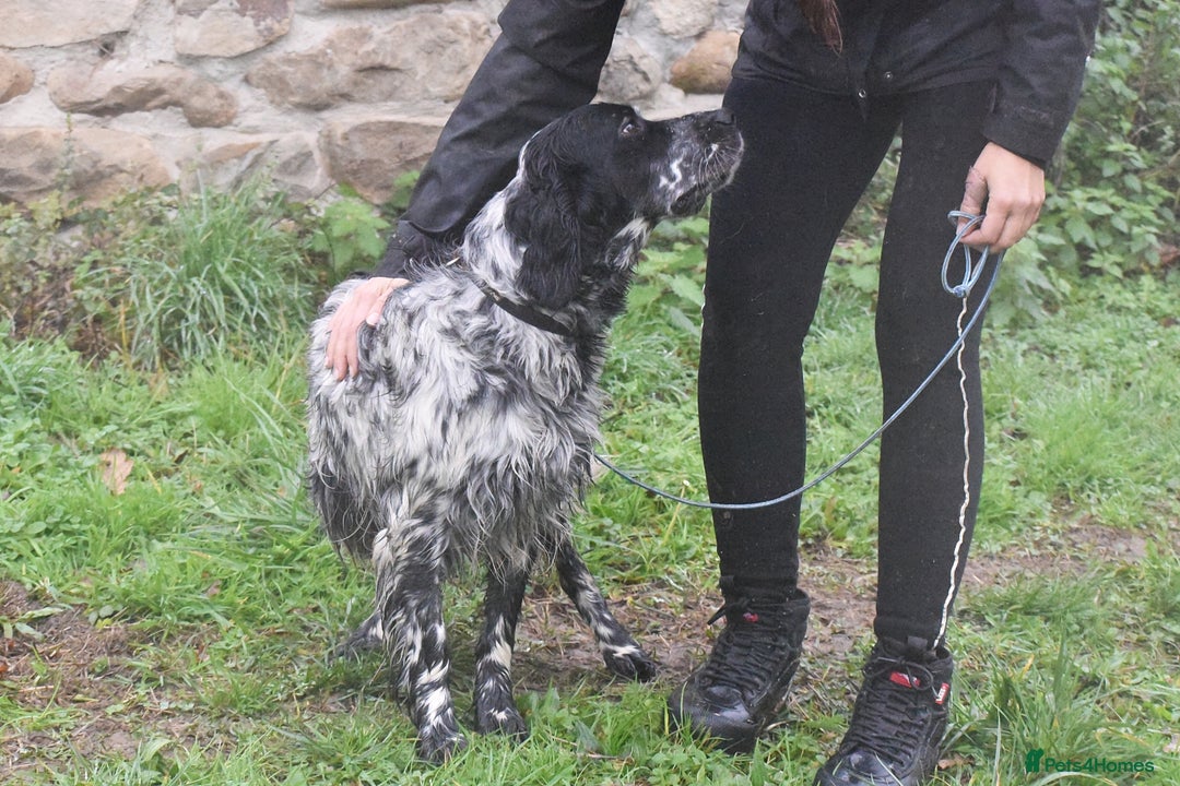 English Setter dogs for adoption: Aquiles - Advert 9