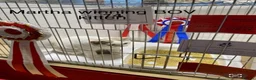 British Shorthair cats for sale: Chrysolite BSH kittens - direct high titled lines - Advert 7