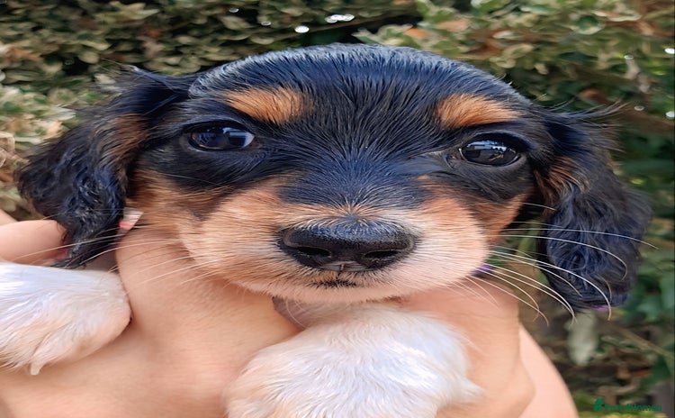 Miniature Dachshund dogs - Advert 3