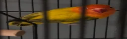 Lovebirds birds for sale: Lovebird  in Bicester - Advert 6