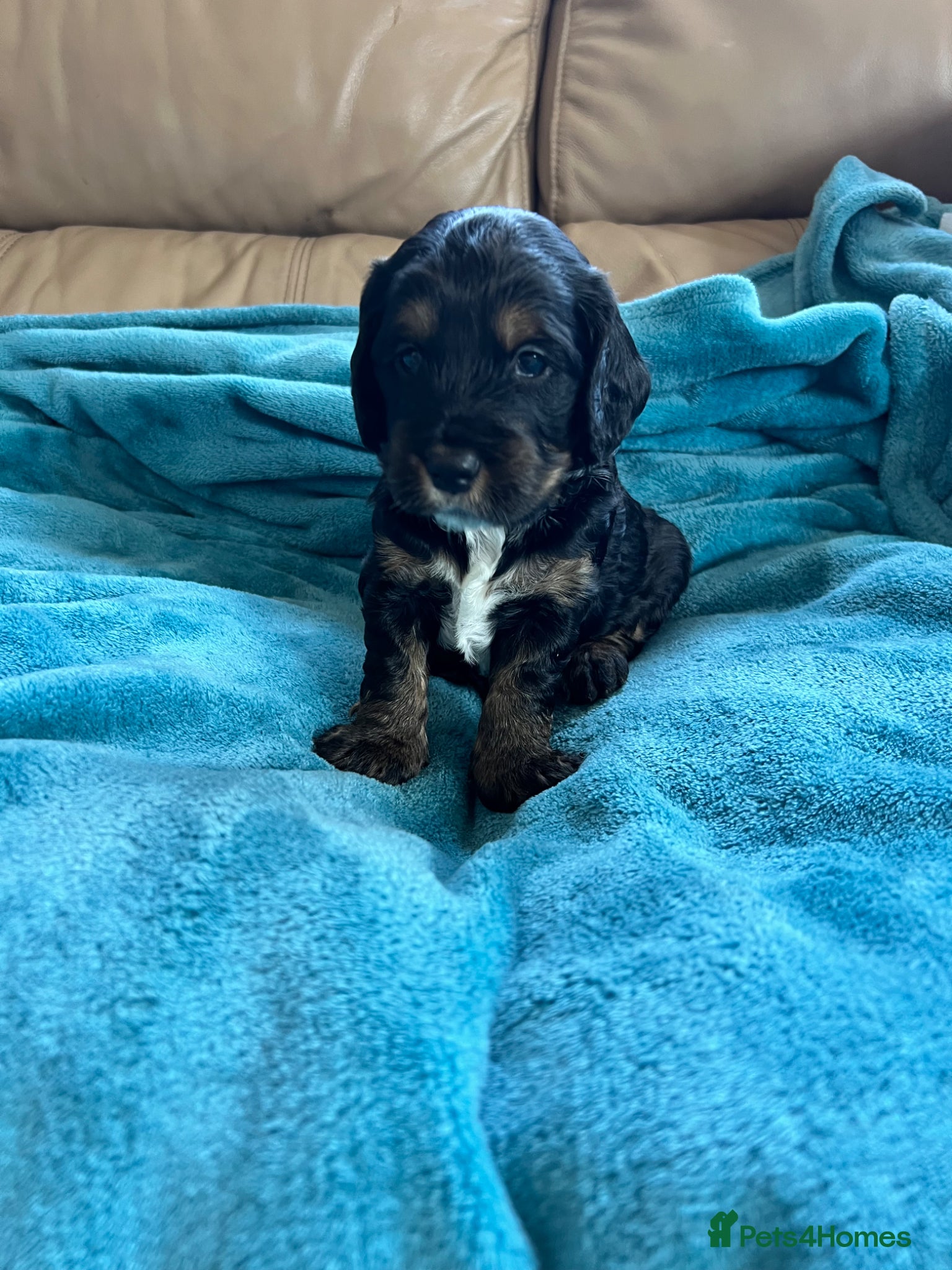 Cockapoo dogs for sale: F1 cockapoos  - Advert 5