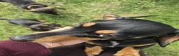 Miniature Dachshund dogs for sale: £1250 **Ready now** Mini dachshund puppies - Advert 8