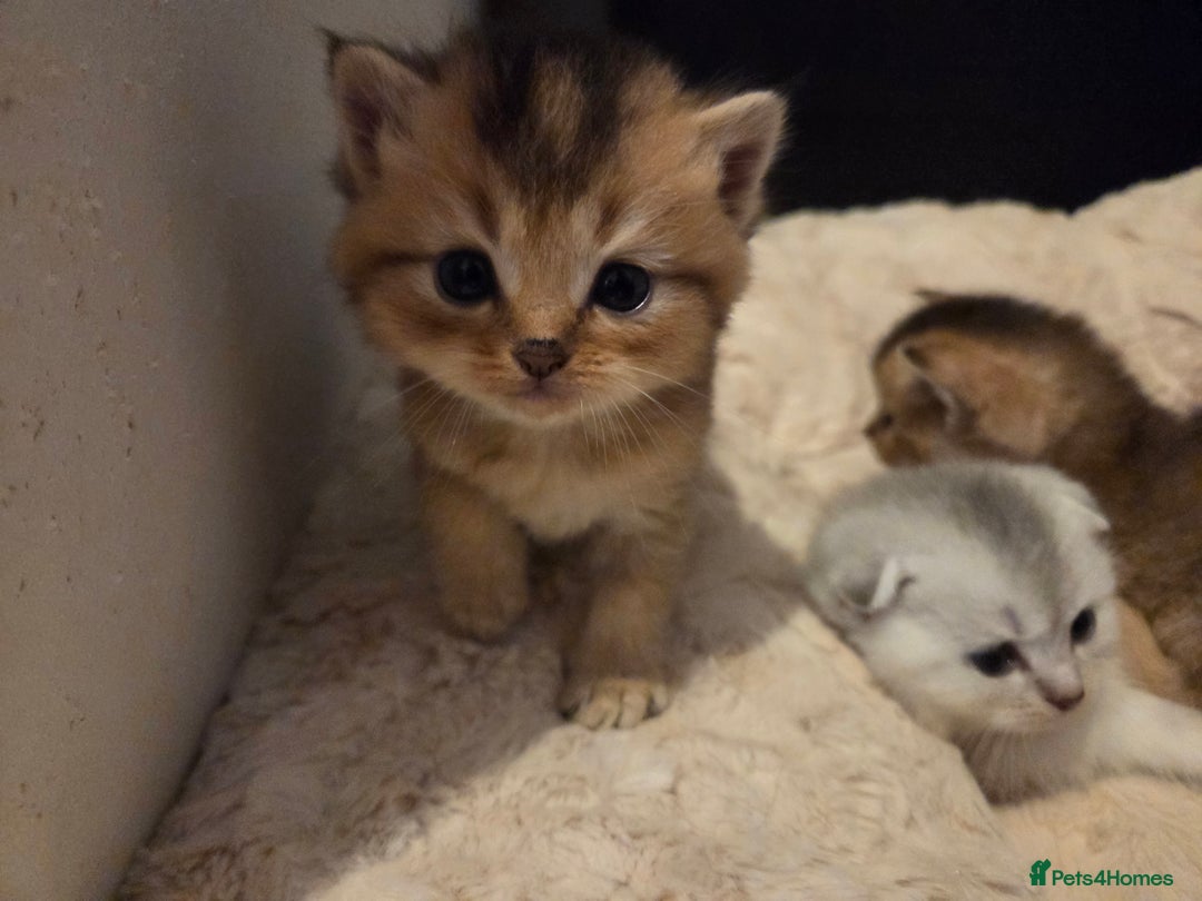 Scottish Fold cats for sale: Scottish folds - Image 19