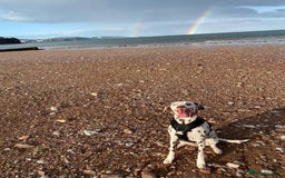 Dalmatian dogs for sale: Winter - Image 2