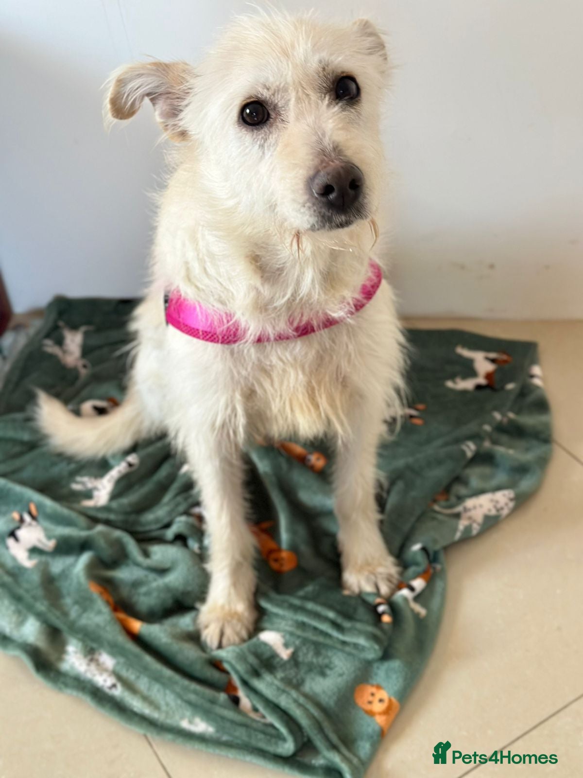 Mixed Breed dogs 💖🐶 CLEOPATRA 🐶💖 - Advert 2