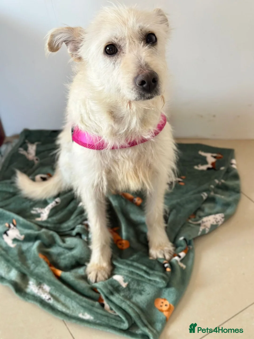 Mixed Breed dogs for adoption: 💖🐶 CLEOPATRA 🐶💖 - Advert 1
