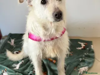 Mixed Breed dogs 💖🐶 CLEOPATRA 🐶💖 - Advert 1