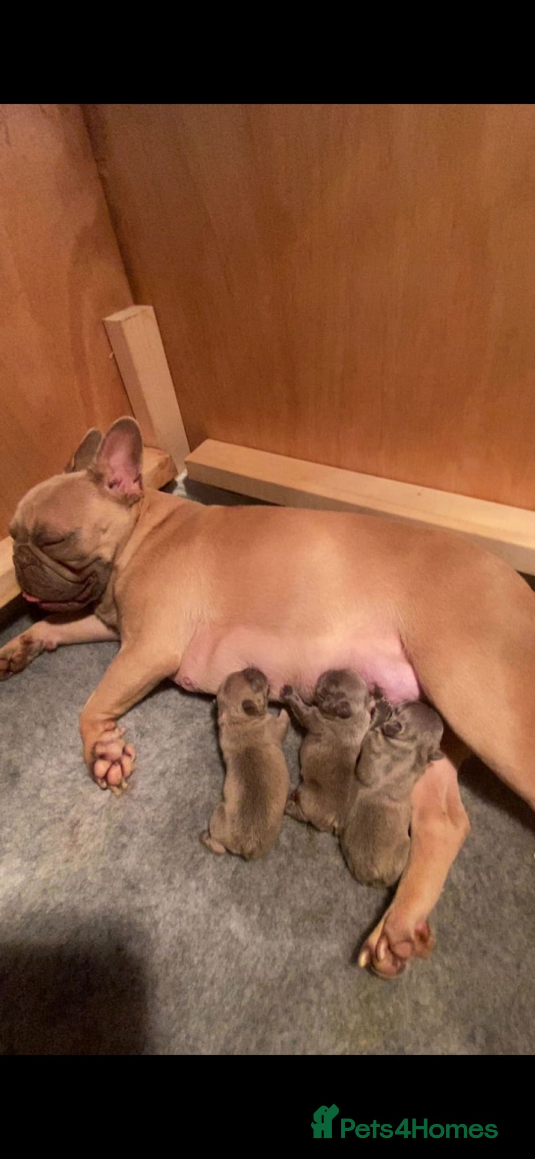 French Bulldog dogs for sale: French Bulldogs  - Advert 3