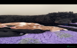 Cavapoo dogs for sale: 🐶 Adorable f1 Cavapoo Puppies 🐶 - Image 4