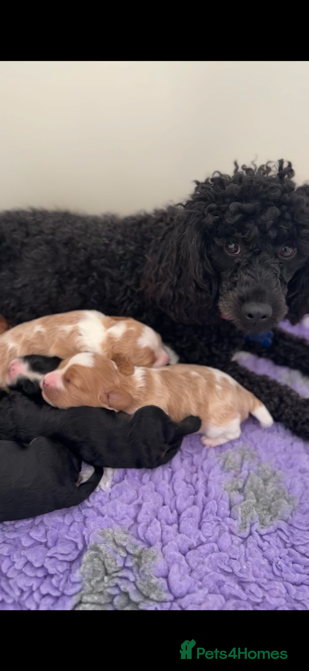 Cavapoo dogs for sale: 🐶 Adorable f1 Cavapoo Puppies 🐶 - Image 4
