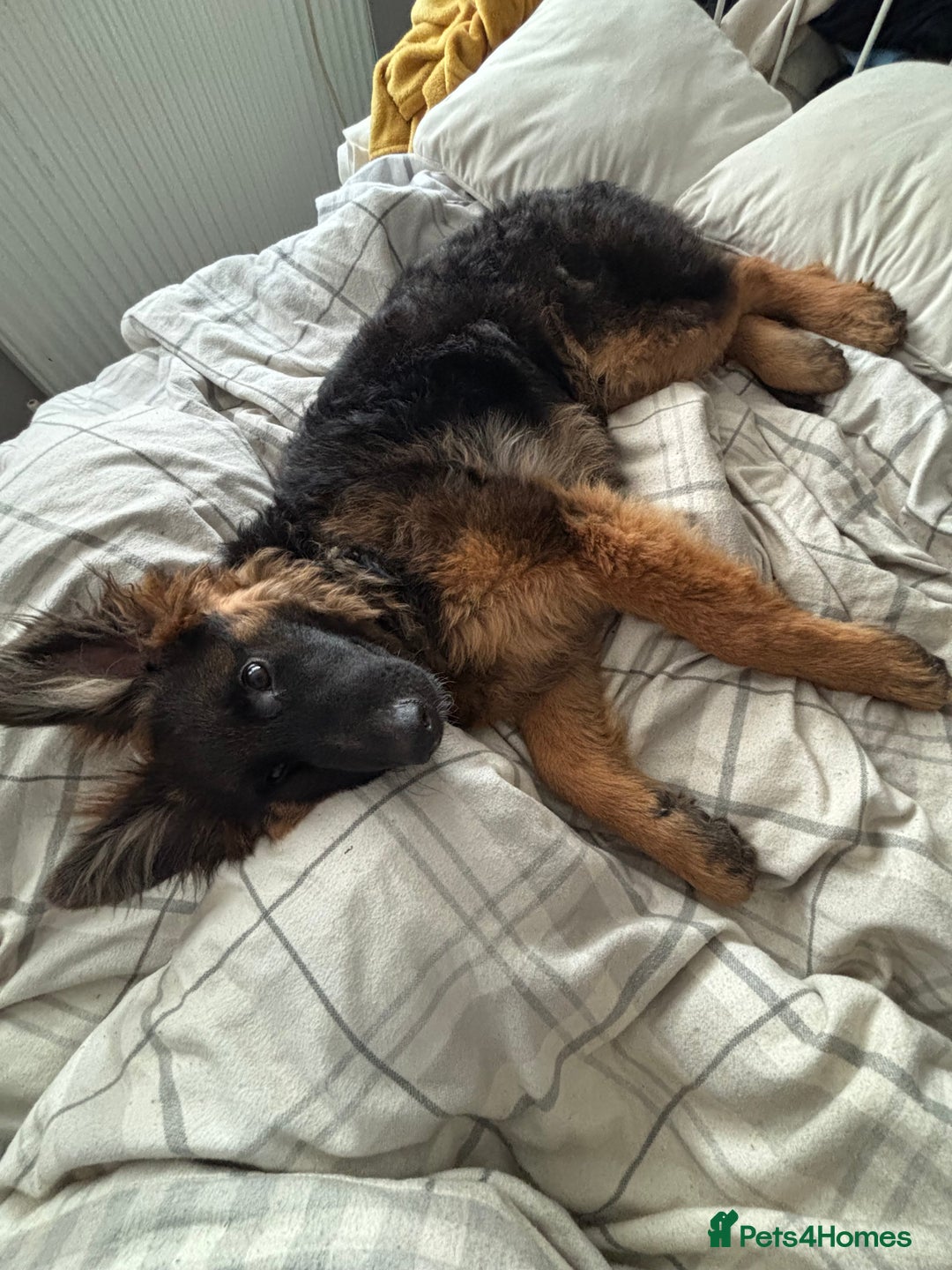 German Shepherd dogs for sale: Rehoming 1 Year Old Male German Shepherd - Advert 36