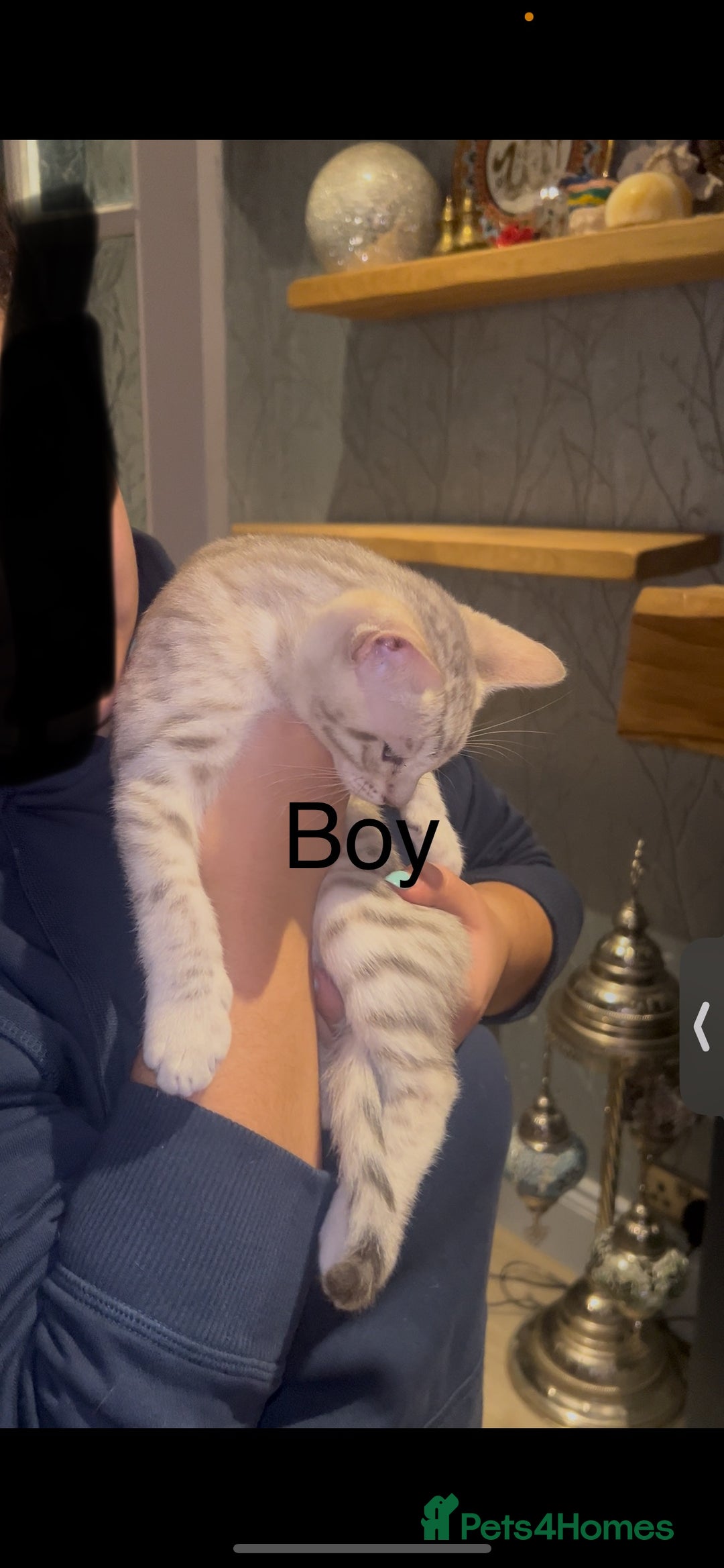 Mixed Breed cats for sale: mixed bengal kittens, ready to leave b4  **  - Advert 17