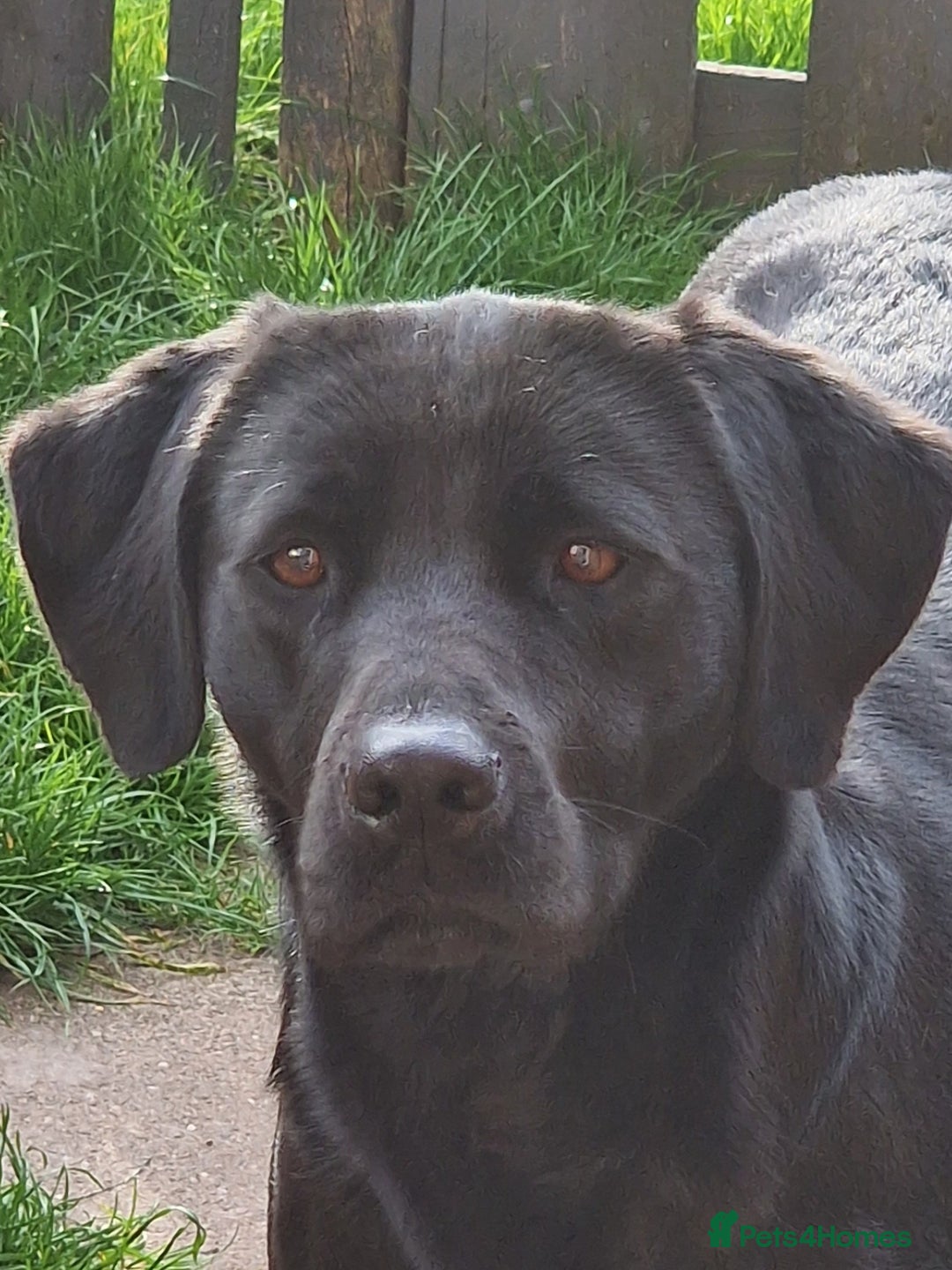 Labrador Retriever dogs for sale: 6 Sweet Labrador Puppies  - Advert 26