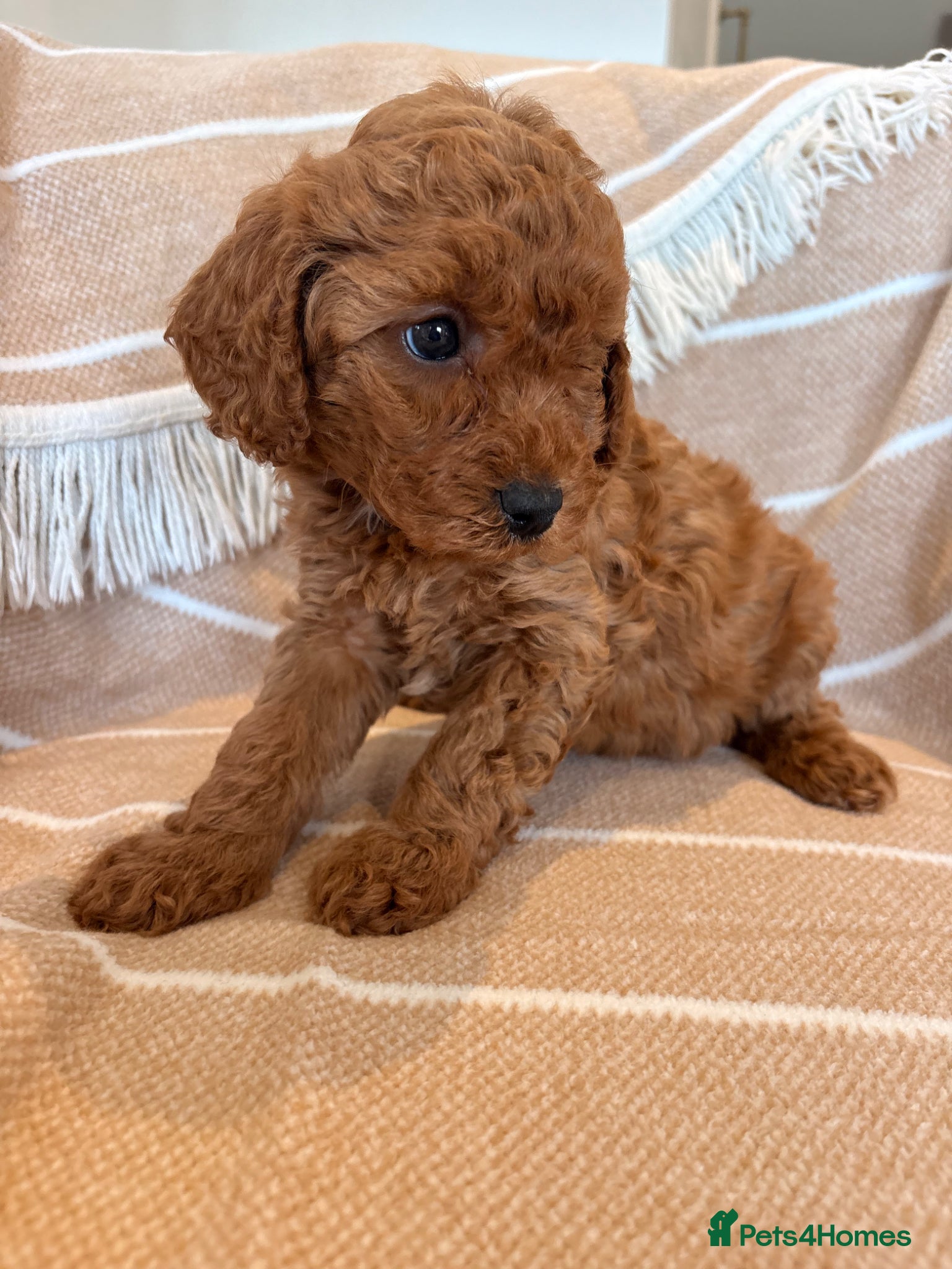 Cockapoo dogs LICENSED BREEDER HEALTH TESTED COCKAPOOS - Advert 2