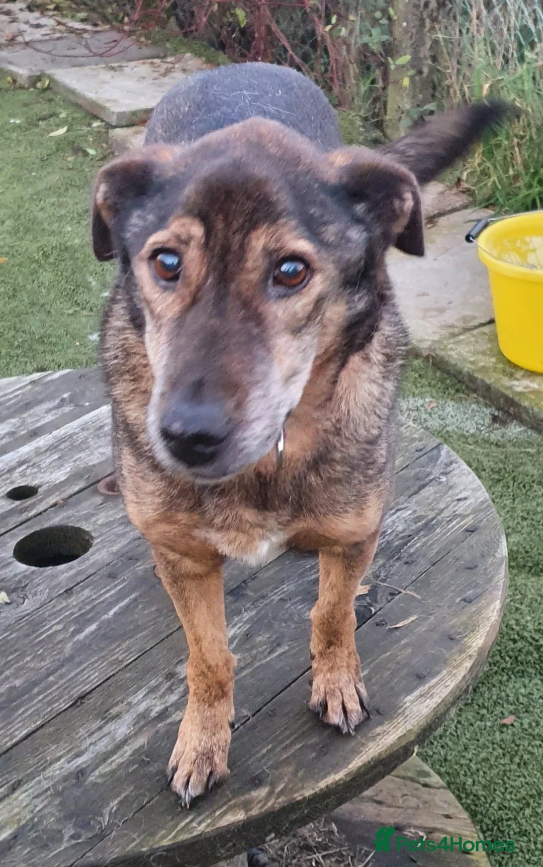 Mixed Breed dogs for adoption: Iza - looking for a family of her own in Ayr - Advert 7
