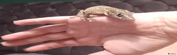 Gecko reptiles for sale: Gargoyle Gecko - Advert 1