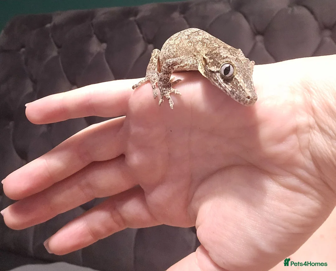 Gecko reptiles for sale: Gargoyle Gecko - Advert 1