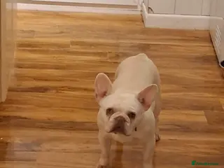 French Bulldog dogs Blue french bull dogs - Advert 1