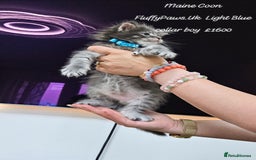 Maine Coon cats for sale: Maine Coons FluffyPaws.Uk  - Image 25