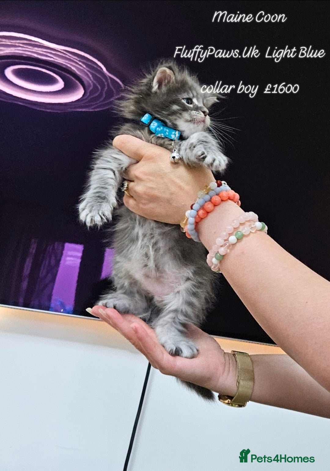 Maine Coon cats for sale: Maine Coons FluffyPaws.Uk  - Image 25