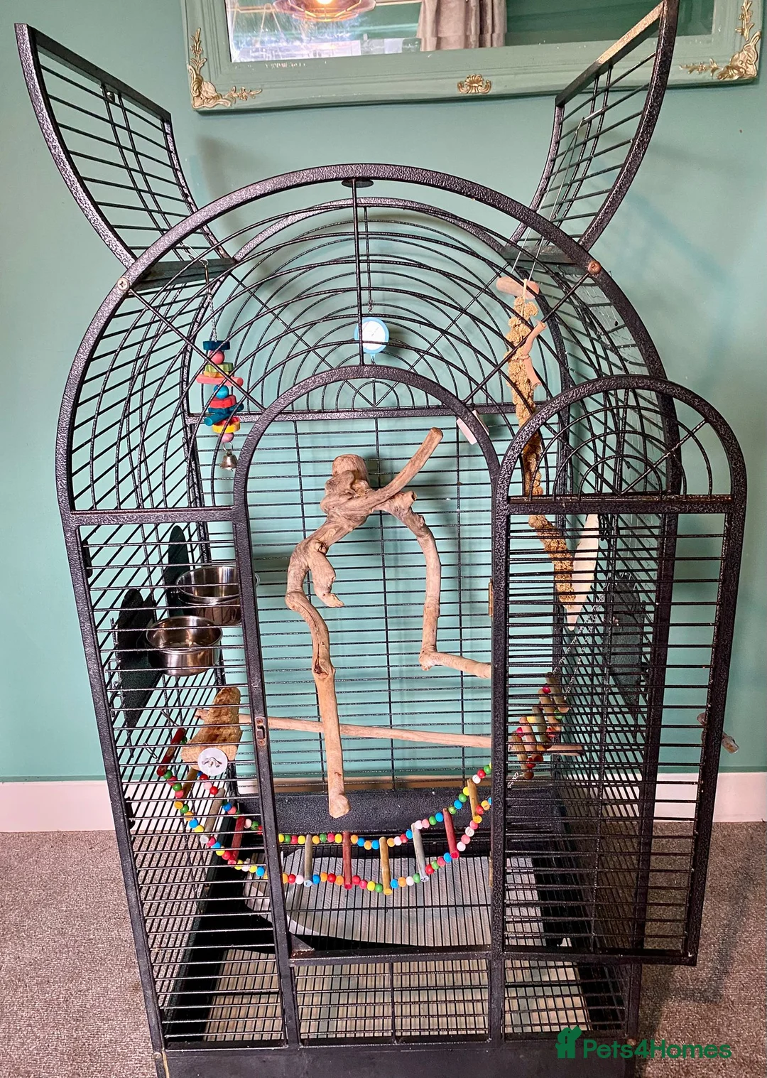 Ringnecks birds for sale: Ring neck looking for new home  - Advert 1