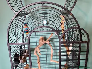 Ringnecks birds Ring neck looking for new home - Advert 1