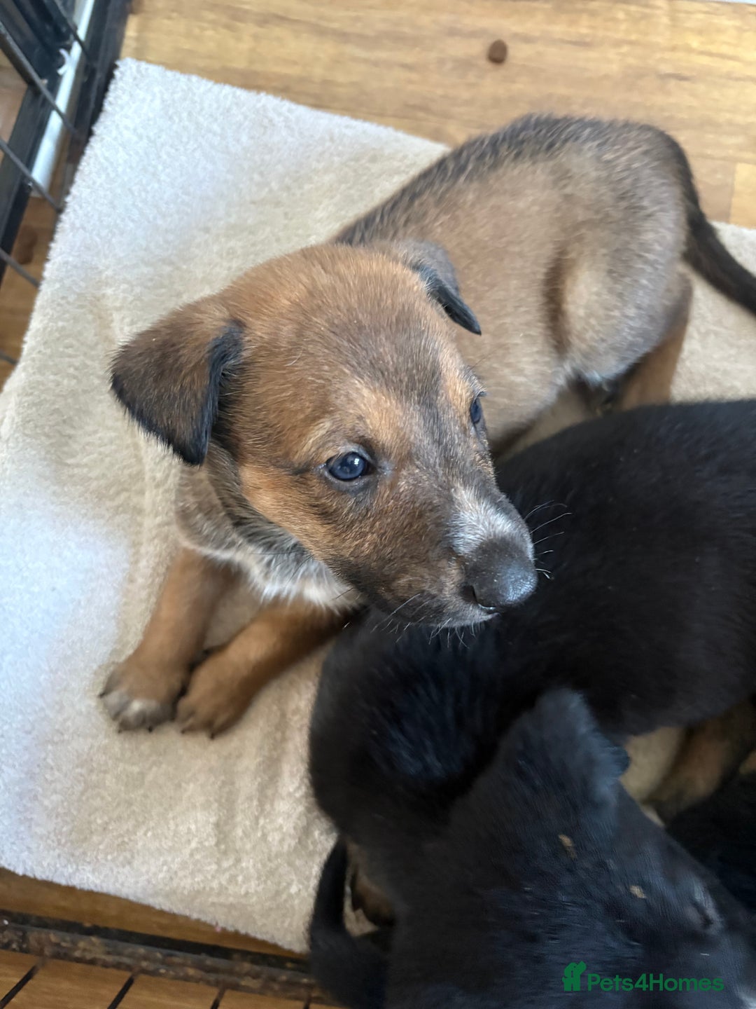 Mixed Breed dogs for sale: Lurcher x German Shepard puppies forsale - Image 16