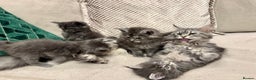 Maine Coon cats for sale: Maine coon kittens - Advert 9