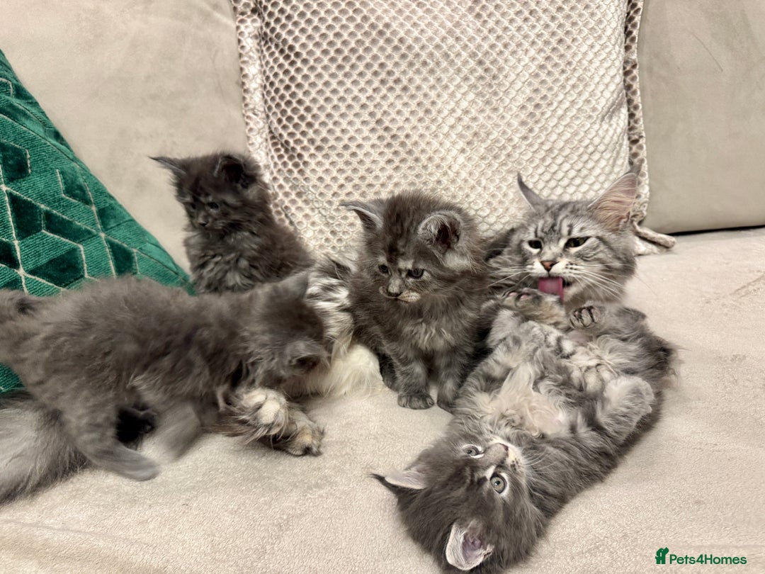 Maine Coon cats for sale: Maine coon kittens - Advert 9