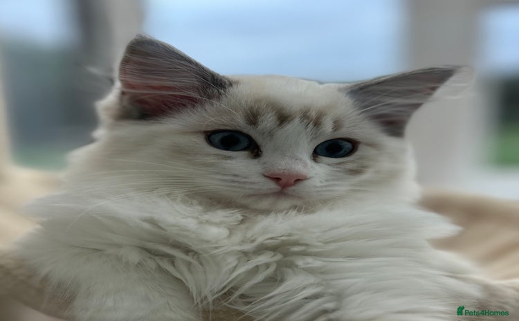 Ragdoll cats - Advert 2