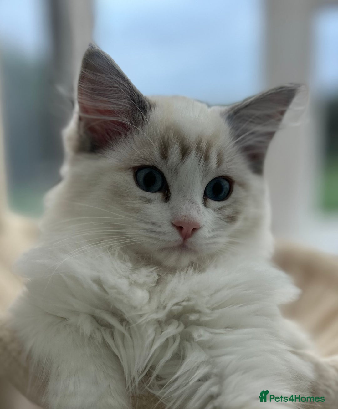 Ragdoll cats for sale: Seal lynx boy. GCCF reg. champion lines - Image 2