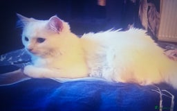 Turkish Angora cats for sale: Beautiful white cat  - Image 4