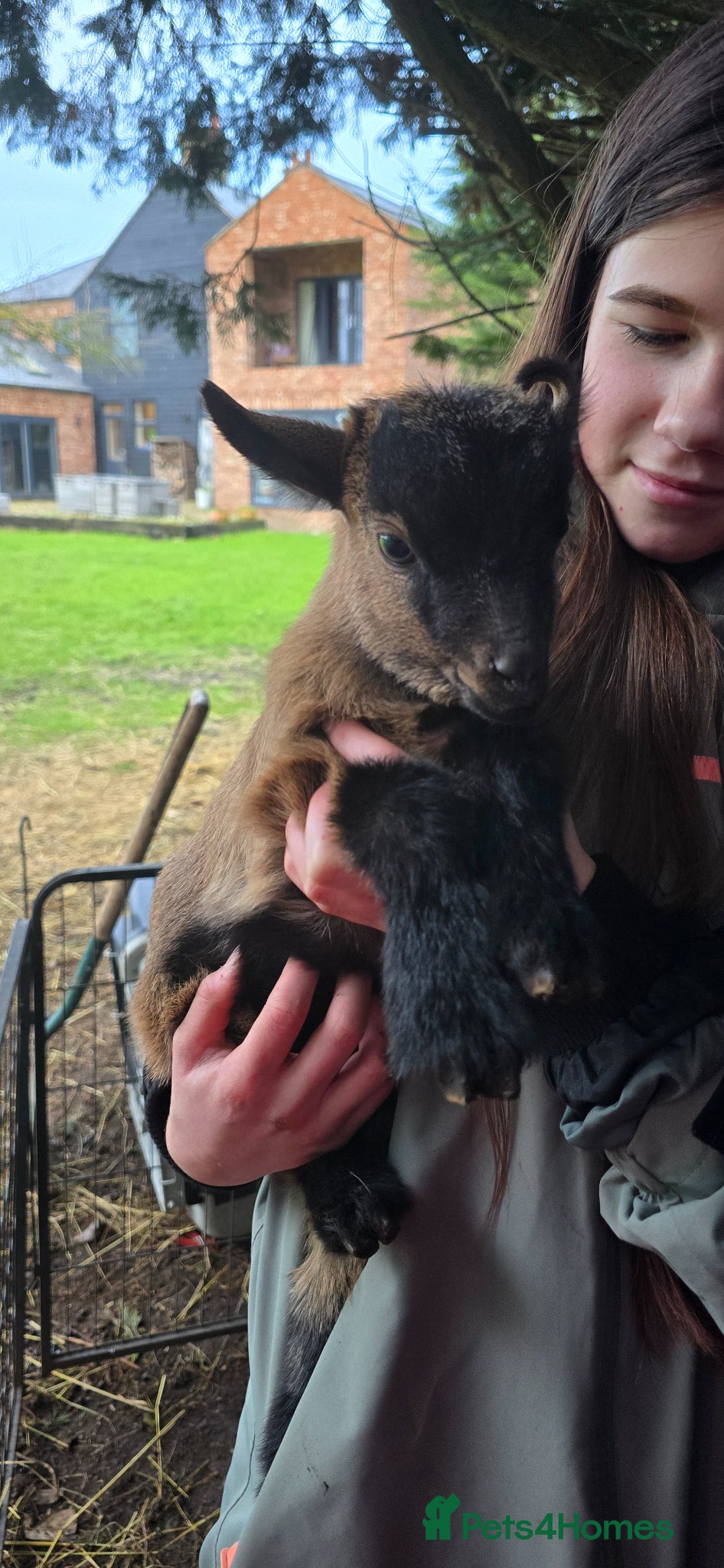 Goats livestock FEMALE PYGMY GOAT KID FOR SALE 12 WEEKS OLD - Advert 2